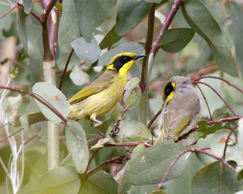 صورة Lichenostomus melanops (Latham 1801)