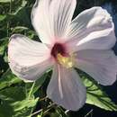 Hibiscus grandiflorus Michx.的圖片