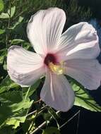 Hibiscus grandiflorus Michx.的圖片