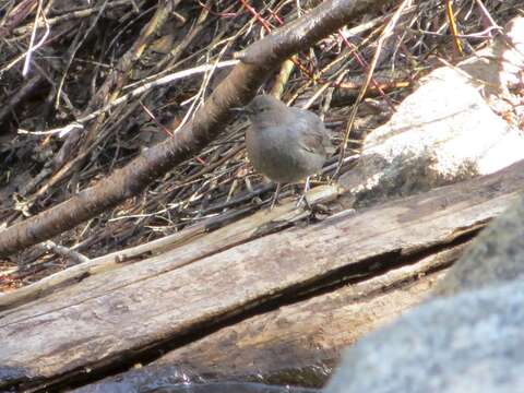 Image of American Dipper