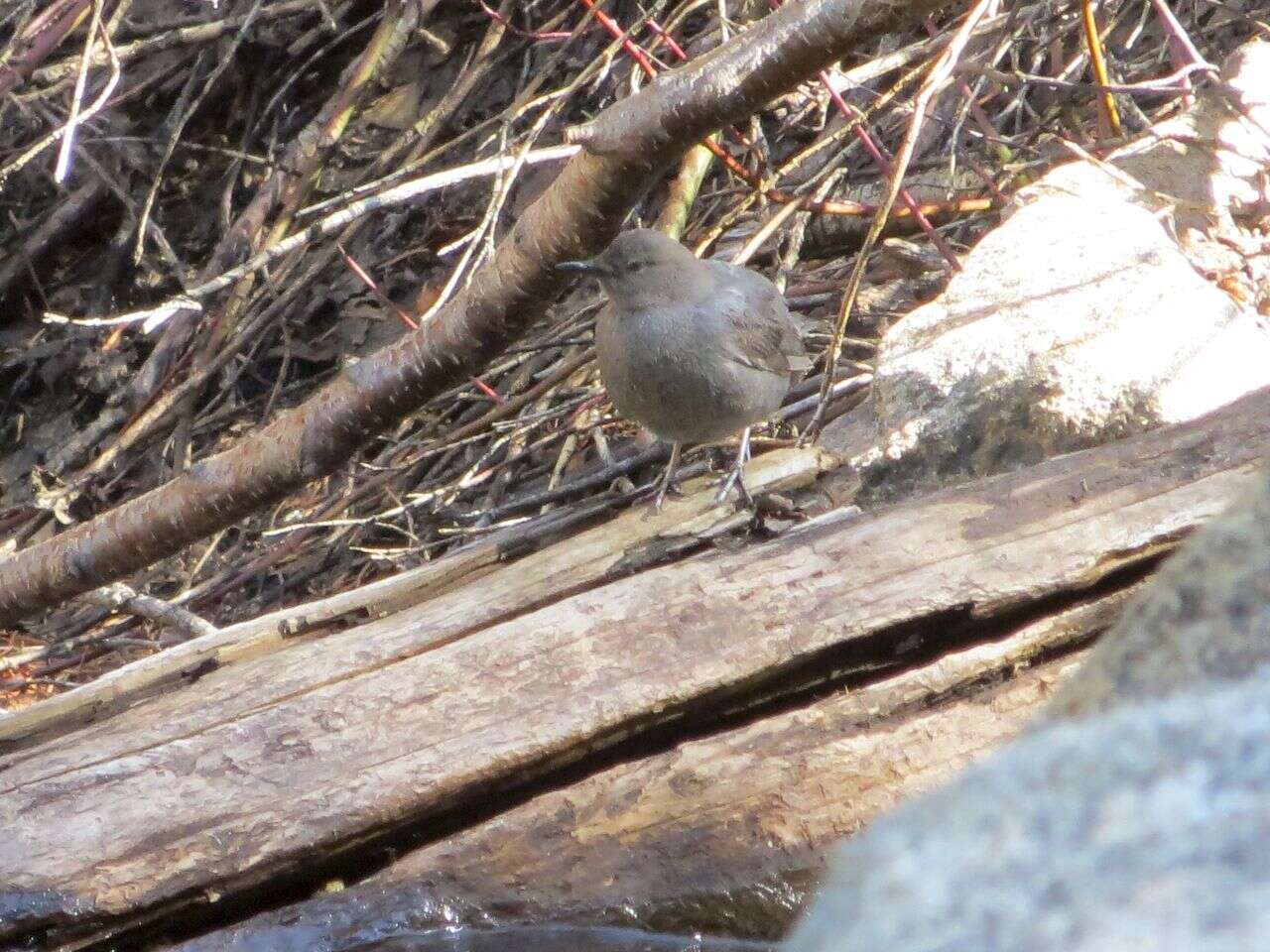 Image of American Dipper