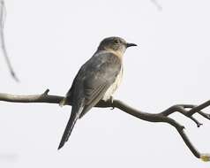 Image of Fan-tailed Cuckoo