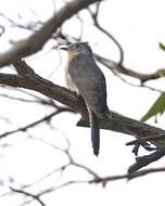 Image of Fan-tailed Cuckoo