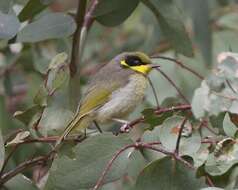 Image of Yellow-tufted Honeyeater