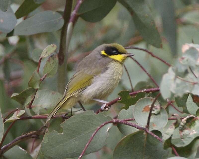 صورة Lichenostomus melanops (Latham 1801)