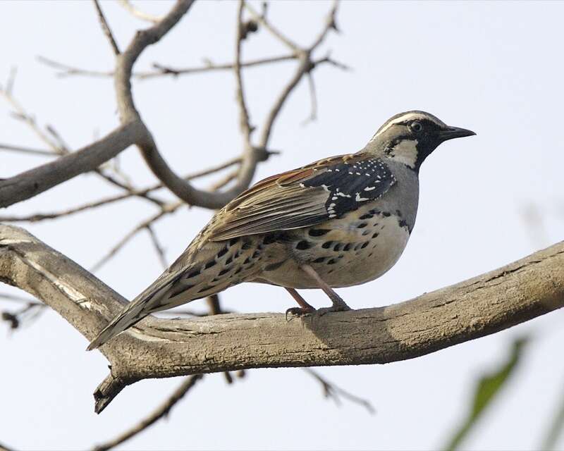 Image of Spotted Quail-thrush