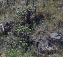 Image of cane cactus