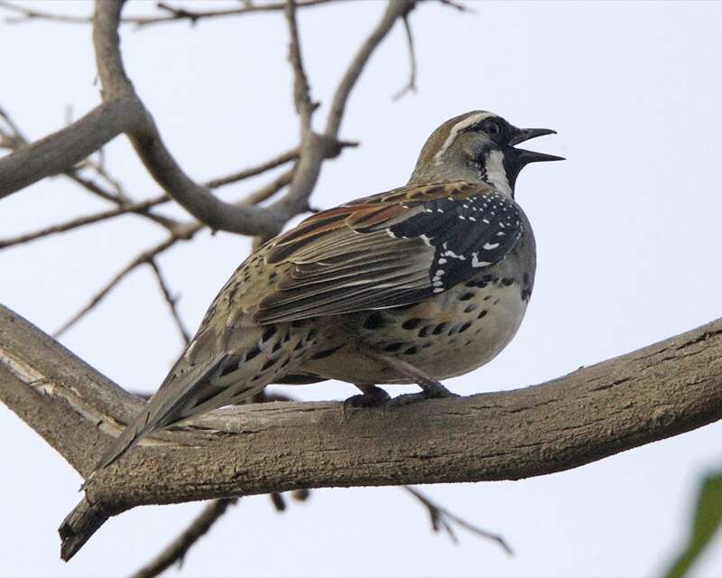 Image of Spotted Quail-thrush