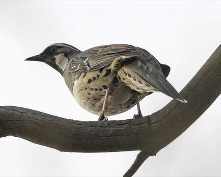 Image of Spotted Quail-thrush