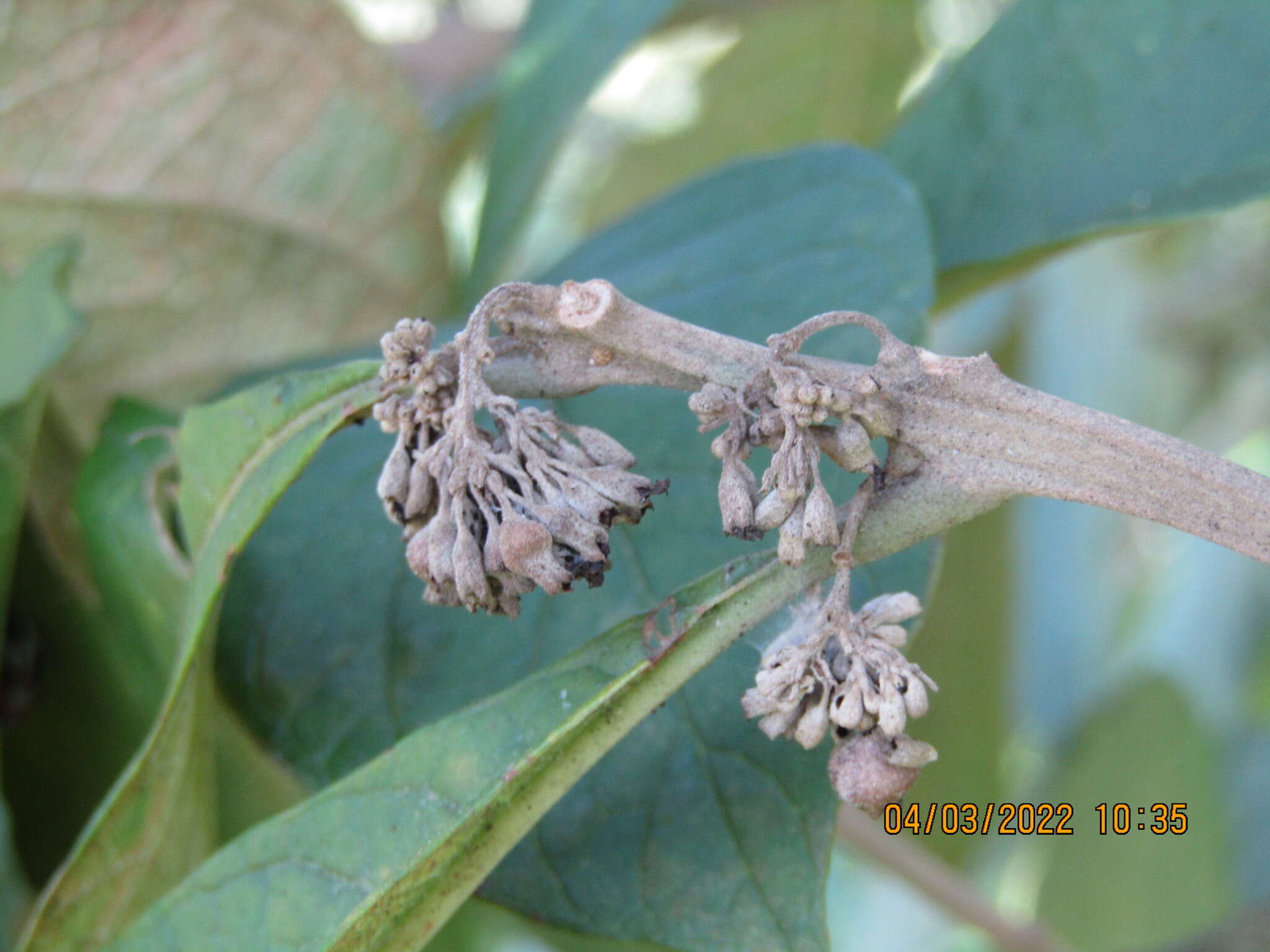 Imagem de Aegiphila integrifolia (Jacq.) B. D. Jacks.