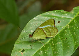 Imagem de Nessaea obrinus Linnaeus 1758