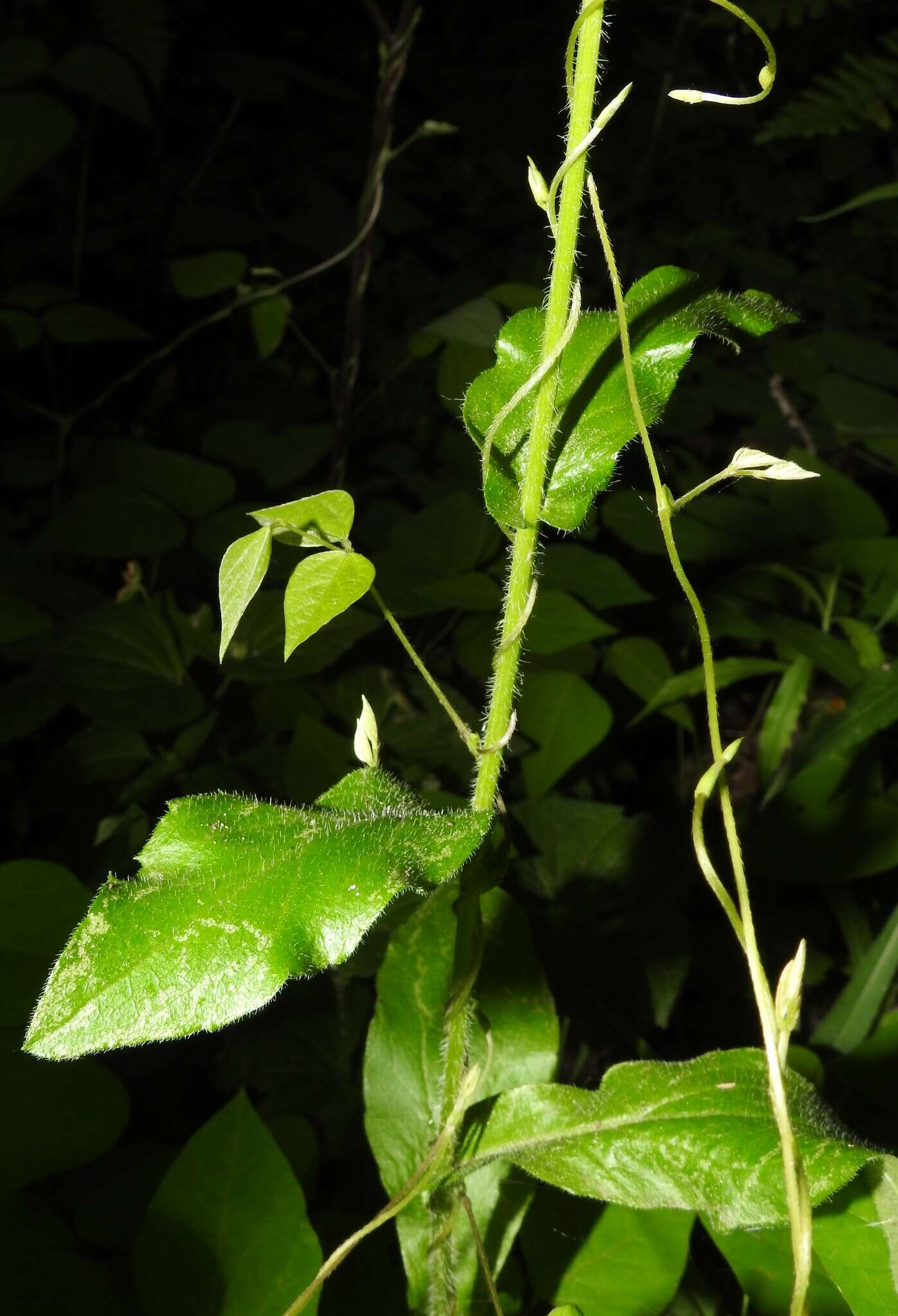 Image of Erigeron philadelphicus var. philadelphicus