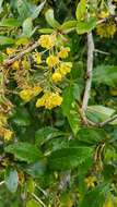 Image of Berberis glaucocarpa Stapf