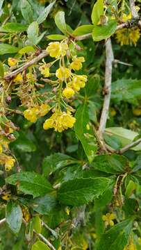 Image of Berberis glaucocarpa Stapf