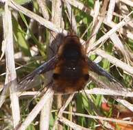 Image of Large bee-fly