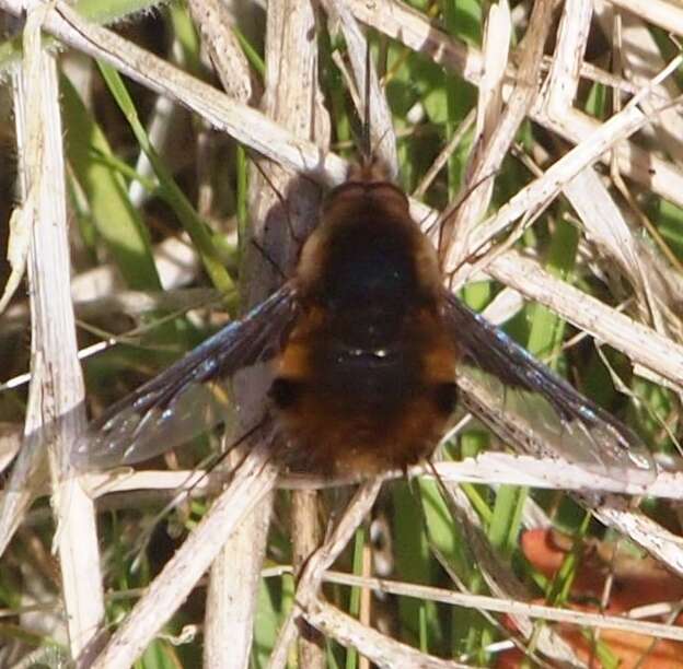 Image of Large bee-fly