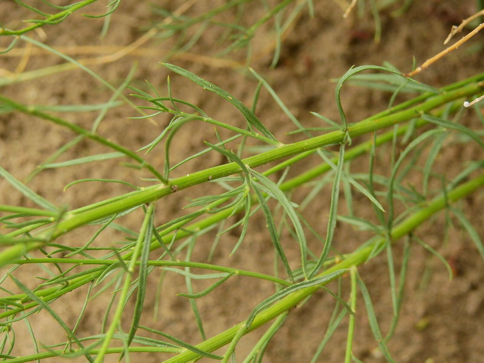 Image of Baccharis darwinii Hook. & Arn.