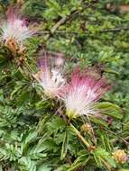 Sivun Calliandra magdalenae (DC.) Benth. kuva