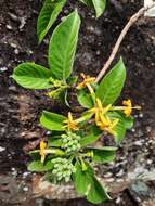 Image of Tarenna fragrans (Blume) Koord. & Valeton