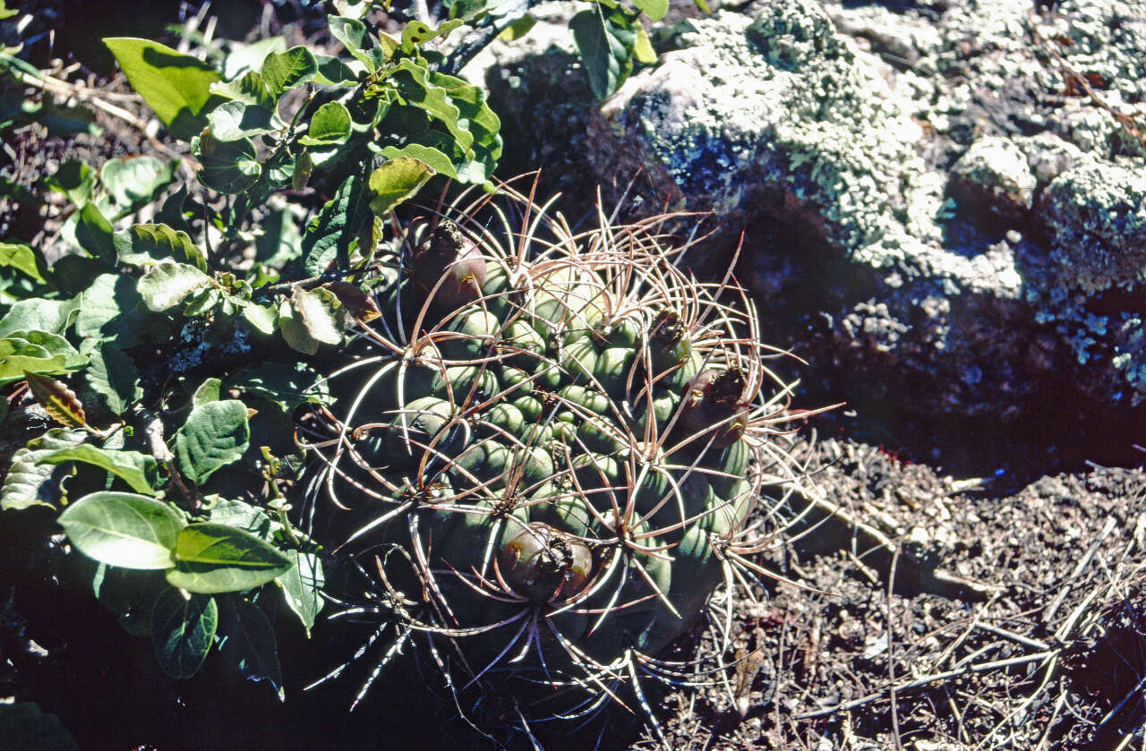 Image of Gymnocalycium saglionis (F. Cels) Britton & Rose