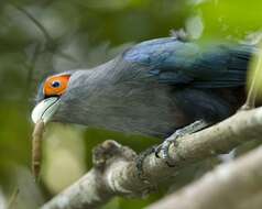 Image of Chestnut-bellied Malkoha