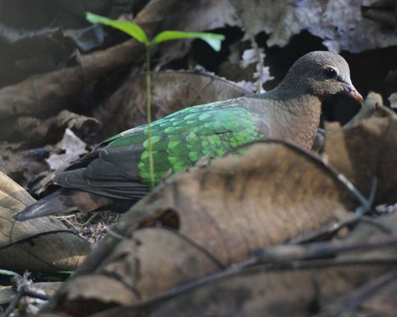 Image of Common Emerald Dove