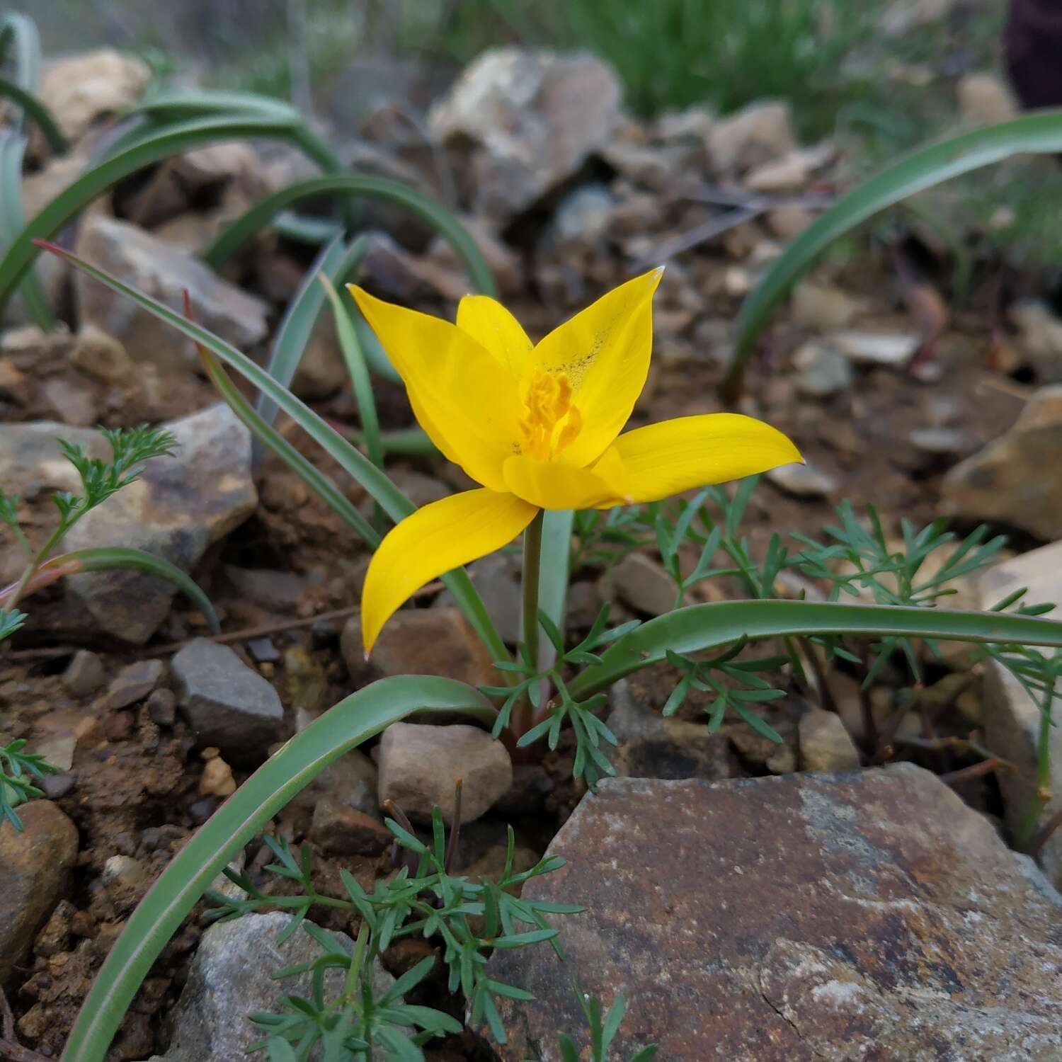 Image of Wild tulip