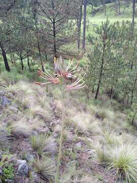 Image of Agave debilis A. Berger