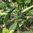 Image of Myoporum boninense subsp. australe R. J. Chinnock