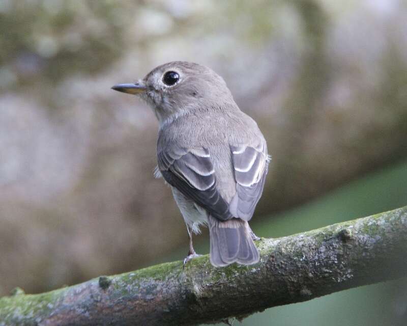 صورة Muscicapa dauurica Pallas 1811