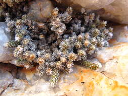 صورة Avonia recurvata subsp. recurvata