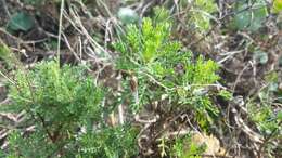 Image of Senecio platensis Arechav.