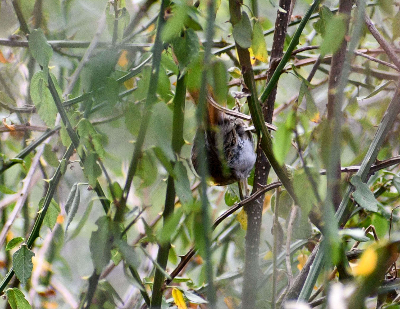 Image of Azara's Spinetail