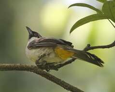 Image of Sooty-headed Bulbul