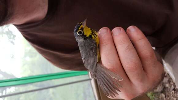 Слика од Cardellina canadensis (Linnaeus 1766)