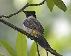 Image of Sooty-headed Bulbul