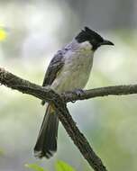 Image of Sooty-headed Bulbul