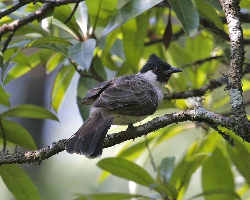 Image of Sooty-headed Bulbul