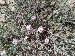 Image de Lippia fastigiata Brandegee