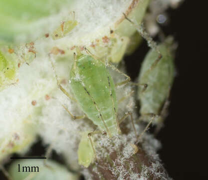 Image of Blackcurrant--Sowthistle Aphid