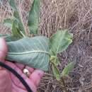 Image of Mojave milkweed