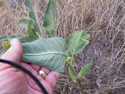 Image of Mojave milkweed