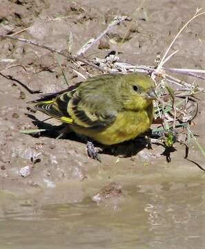 Image of Yellow-rumped Siskin