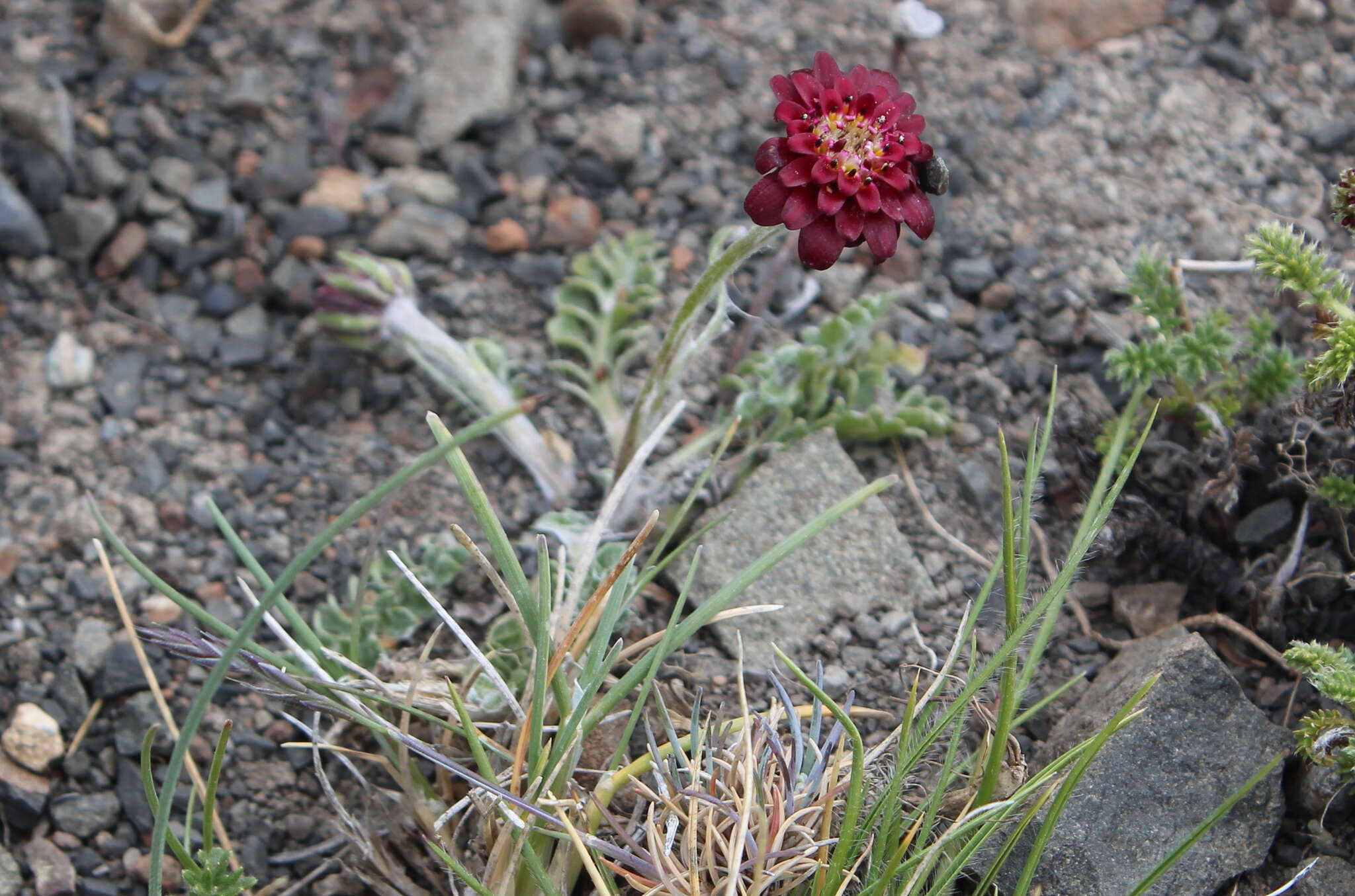 Leucheria purpurea (Vahl) Hook. & Arn. resmi