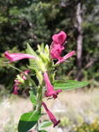 Слика од Hypoestes isalensis Benoist