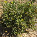 Image of Hibbertia glomerosa var. glomerosa