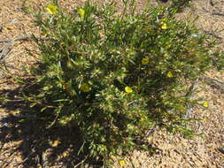 Image of Hibbertia glomerosa var. glomerosa