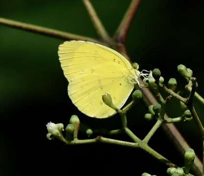 Image of Eurema blanda (Boisduval 1836)