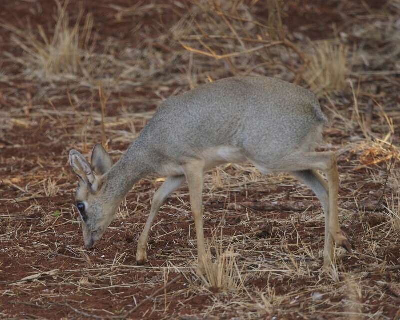 Image of Guenther's Dik-dik