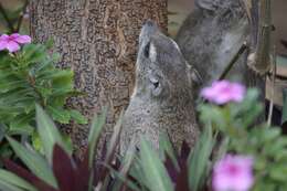 Imagem de Dendrohyrax arboreus